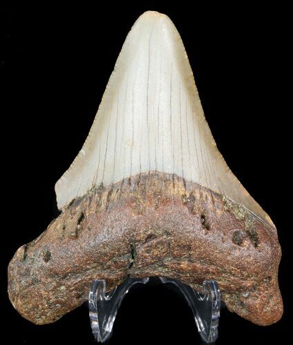 Bargain, Megalodon Tooth - North Carolina #48917